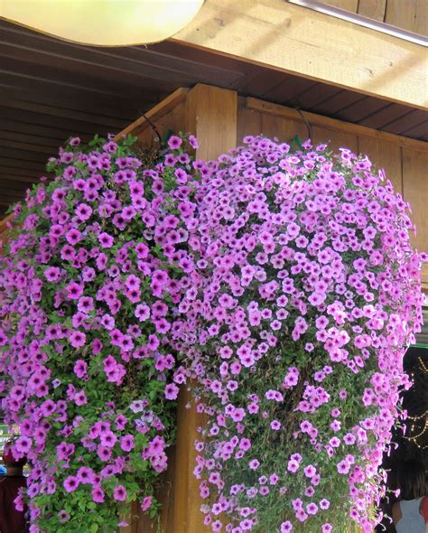 Red or norway pine (pinus resinosa); Amazing purple flowers at the 2016 Minnesota State Fair ...