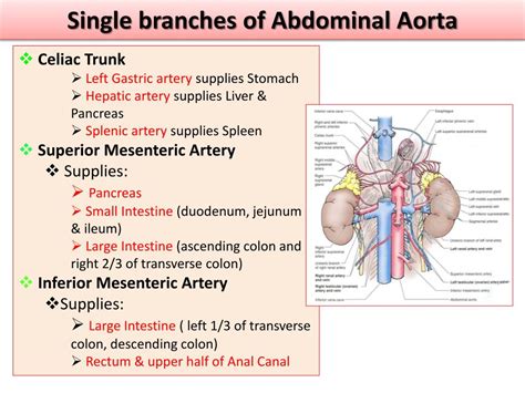 Branches Of Abdominal Aorta Ppt Major Arteries Of The Body Ppt Video