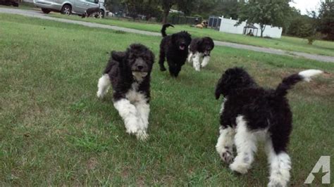 Black And White Parti Goldendoodles Goldendoodles F1b Parti Color