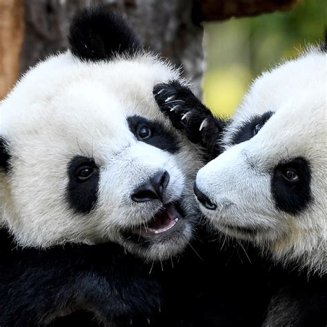 Happy Panda Day Cgtn