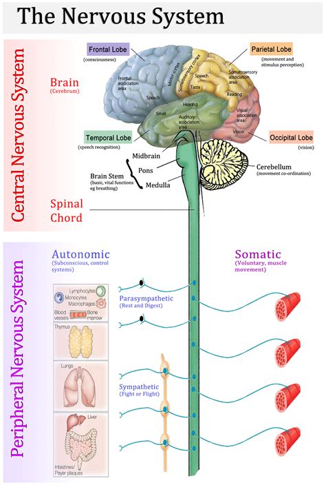 Nervous System Chart Poster