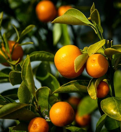 Buy Calamondin Orange Tree Online Arrive Alive Guarantee Free