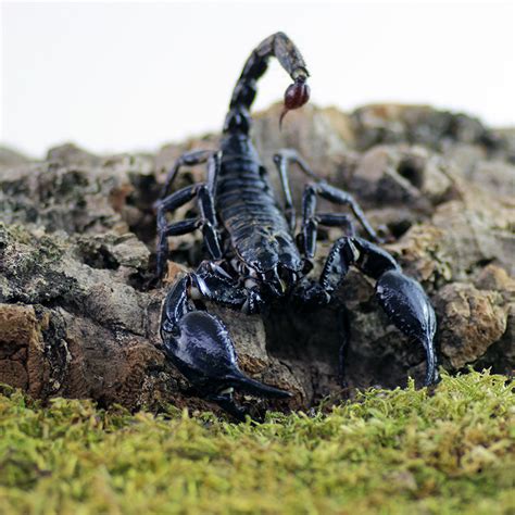 Heterometrus Spinifer Giant Blue Scorpion Insektenliebe