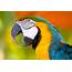Images Of Parrots  Everything
