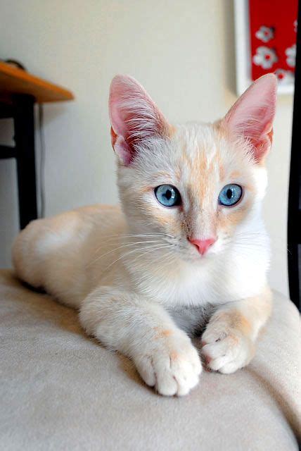 Snowy 5 Month Old Flame Point Siamese Kitten My Pets Pinterest