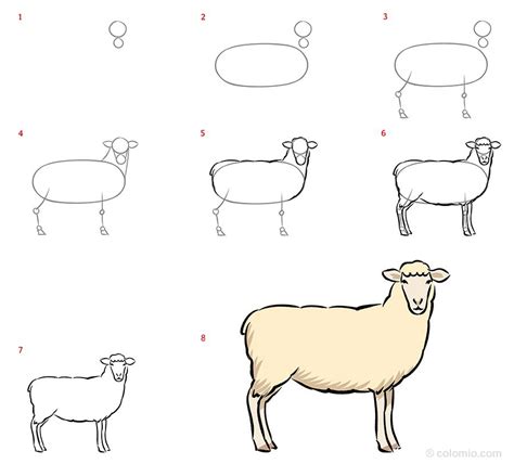 How To Draw A Sheep Step By Step