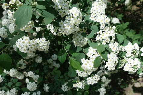 The 10 Most Beautiful Shrubs To Plant In Your Yard White Flowering