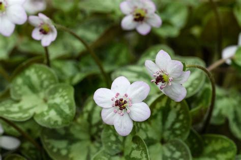 Hepatica How To Plant Grow And Care For Hepatica Gardens Illustrated