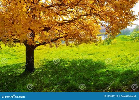 Maple Tree In Autumn Stock Photo Image Of Nature Calm 121893112