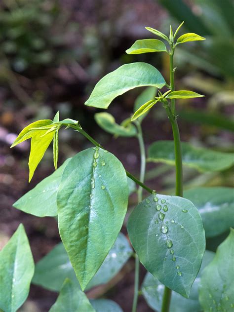 Freshly harvested cangkuk manis will arrive on 6th november 2020 (friday). Pokok cekur manis - Wikipedia Bahasa Melayu, ensiklopedia ...