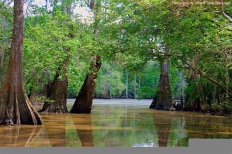 Louisiana Swamps Free Images At Vector Clip Art Online