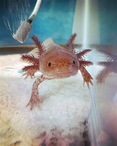 An Interview With A Most Unusual Pet Meet Cookie The Axolotl So