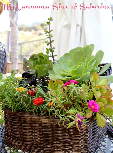 And no matter what she did, she never got it to bloom. DIY Planted succulents in a basket
