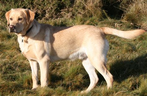 300 Yellow Labrador Dog Names With Meaning All About Pets