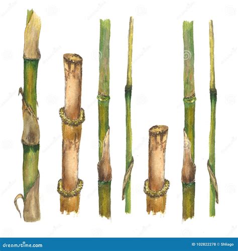 Watercolor Botanical Illustration Of Stems Of Bamboo Isolated On White