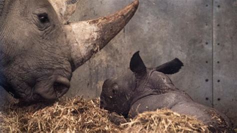 White Baby Rhino Born In Copenhagen Zoo