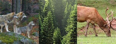 The Amazing World Of The Coniferous Forest Biome And Cone Bearing Trees