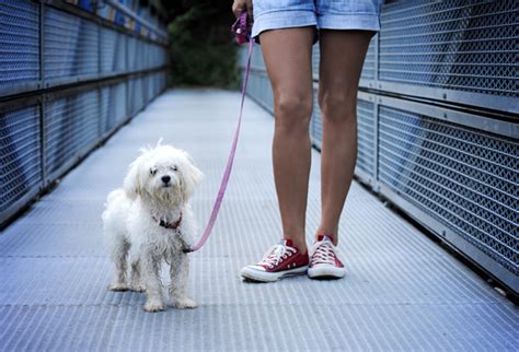 Reglas Para Sacar A Pasear A Tu Perro Conociendo A Mi Perro