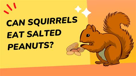 Can Squirrels Eat Salted Peanuts Squirrel Savvy