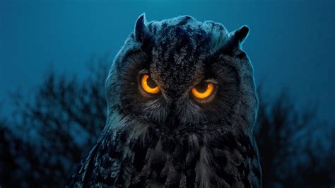 Owl Glowing Eyes 4k