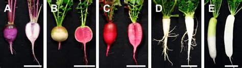 Photographs Of The Five Radish Varieties Used In This Study A