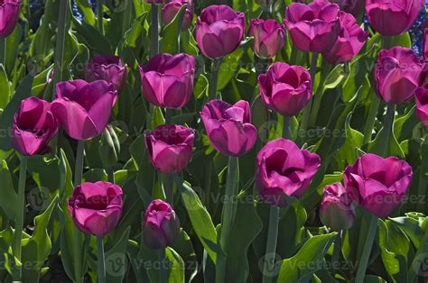 Purple Tulips 942894 Stock Photo At Vecteezy