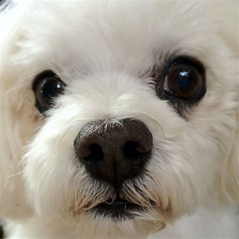 Closeup Of A Maltese Beautiful White Puppies White Dogs Dogs And