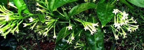 Use a 10x magnifying lens to find them; Cestrum Species, Night Blooming Jasmine, Night Scented ...