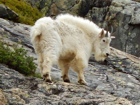 A Mountain Goat Standing On Top Of A Rocky Hillside