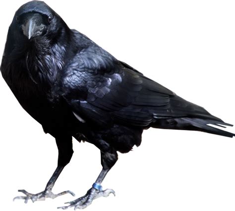 Black Crow Standing Png Image Purepng Free Transparent Cc Png Image Library