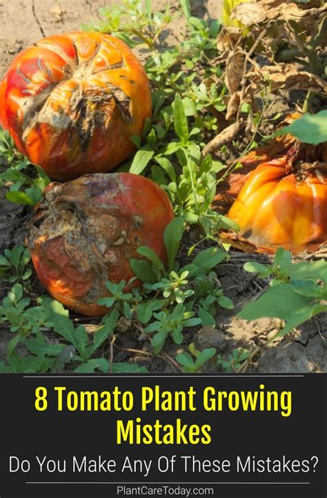 Tomato Plant Problems We Share 8 Common Tomato Growing Mistakes And