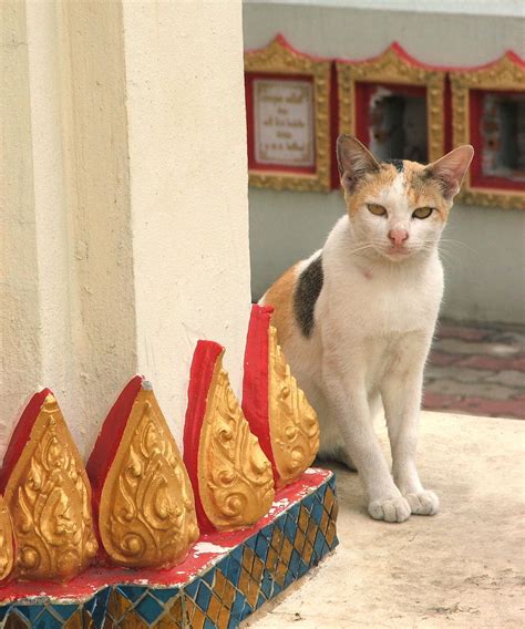 Thai Temple Cat