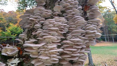 Elm Oyster Mushrooms Growing On A Tree Stump Growing Food Stuffed