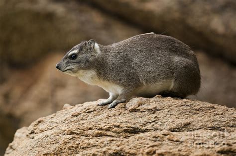 Bush Hyrax 2 Photograph By Eyal Bartov Pixels