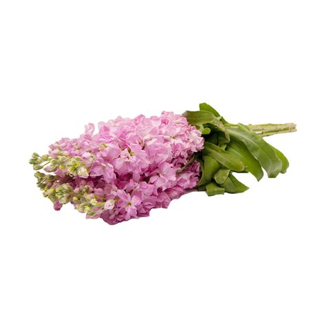 Pink Stock 140 Stems Bloomingmore