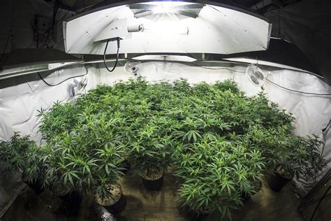 These top picks are inexpensive to use and easy to acquire. Which Growing Lights Are Better for Indoor Weed Plants ...