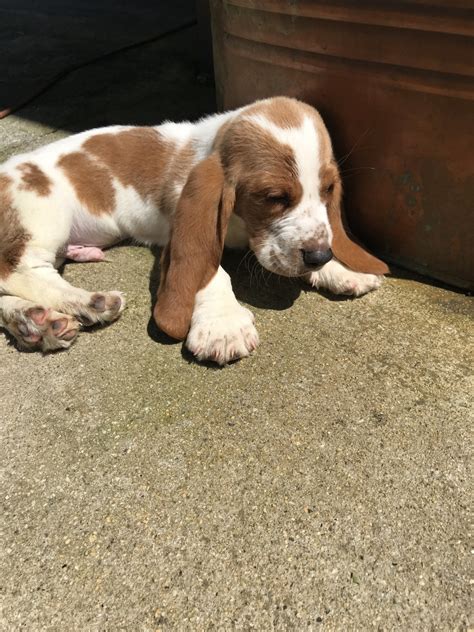 Basset Hound Puppies For Sale Anderson Sc 275789