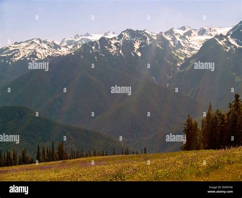 Olympic Mountains From Hurricane Ridgewashington State Stock Photo Alamy
