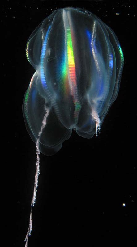 These Creatures Make Their Own Blue Light New Discoveries Beautifulnow