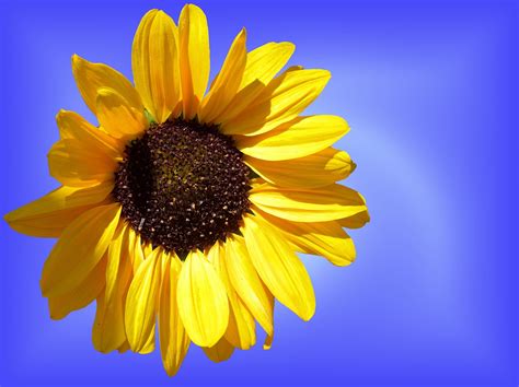 Sunflower Sun Flower Free Photo On Pixabay Pixabay