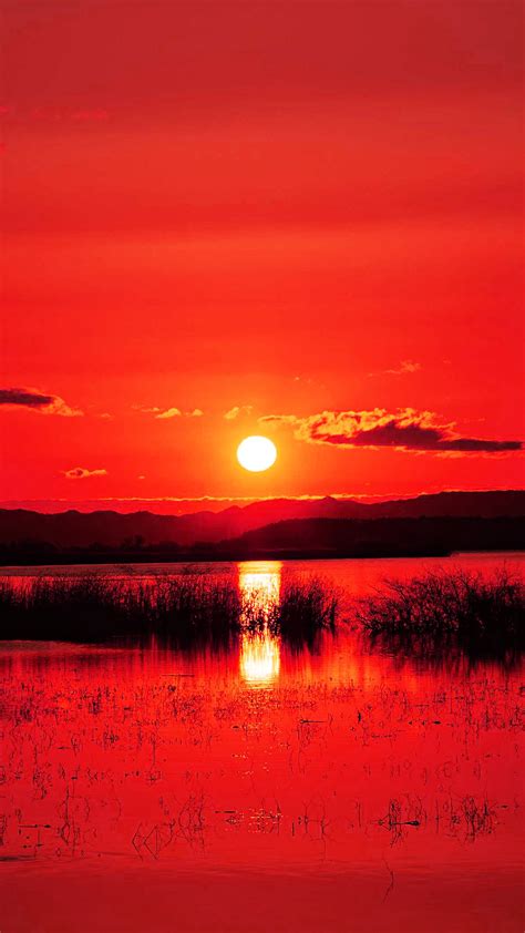 Aesthetic Red Sunset Bushes Wallpaper ~ Fisoloji