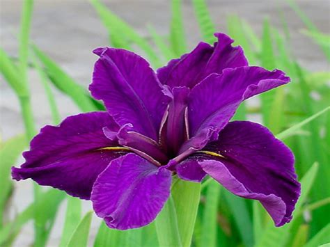 Purple Iris Flower Nature Purple Iris Hd Wallpaper Peakpx