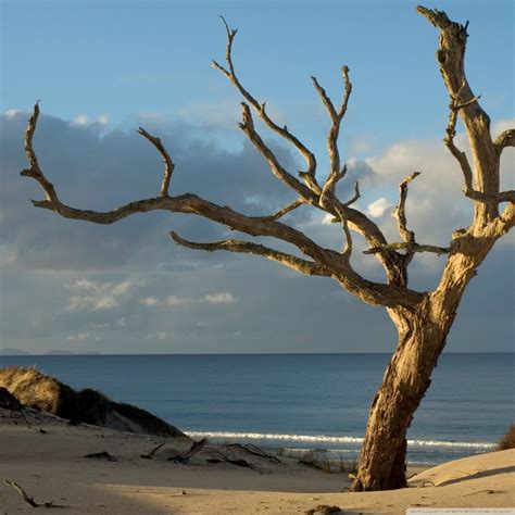 Dry Tree On The Beach Ultra Hd Desktop Background