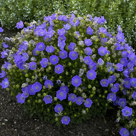 Rapido Blue Carpathian Bellflower Campanula Carpatica Proven Winners