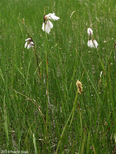 Eriophorum Angustifolium Tall Cottongrass Minnesota Wildflowers