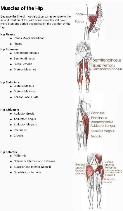 Muscles that cause movement in the hip. 513 best images about a & p and microbiology on Pinterest | Blood cells, Neuroscience and Muscle