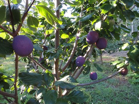 While maybe not what most people consider a fruit, an olive tree is a beautiful fruit tree to grow indoors. My Edible Fruit Trees: Plum Trees NSW