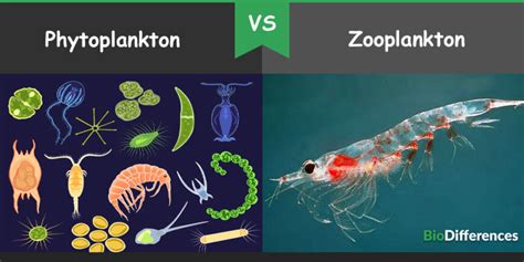 Difference Between Phytoplankton And Zooplankton Bio