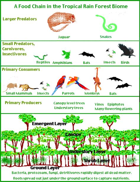 Rainforest Biome Rainforest Food Chain Rainforest Activities