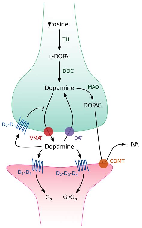 2000px Dopaminergicsynapsesvg Parkinsonnext